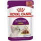 Royal Canin Sensory Smell Bites en salsa - Alimento completo para gatos adultos, 85 g