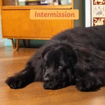 Edgard & Cooper Hühner-Trockenfutter – Alleinfuttermittel für ausgewachsene Hunde großer Rassen, 12 kg