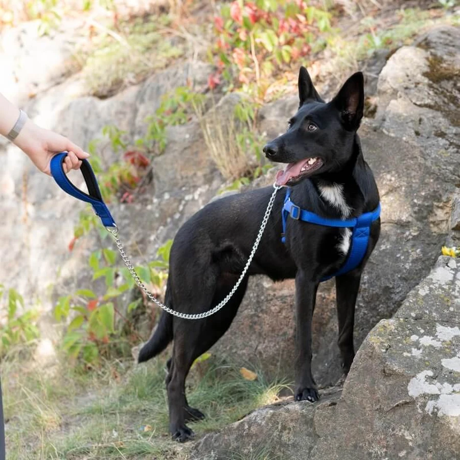 Ferplast Daytona gm 25-100 - Laisse pour chien en nylon résistante avec une chaîne chromée noire