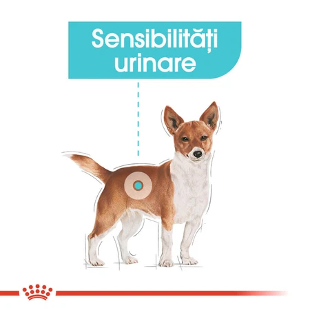 ROYAL CANIN Mini Urinary Care, croquettes pour chiens, santé des voies urinaires, 1 kg