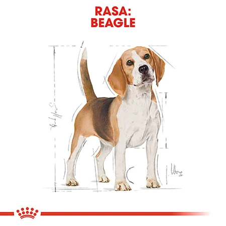 ROYAL CANIN Beagle Adult, sucha karma dla psów, 3 kg: ceny i cechy