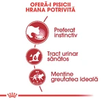ROYAL CANIN Instinctive Adult, comida húmeda para gatos (en salsa), caja, 85 g x 12 unidades