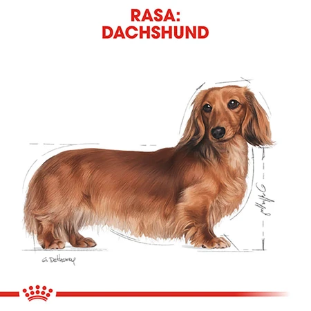 ROYAL CANIN Dachshund Adult, droogvoer voor honden, 1,5 kg