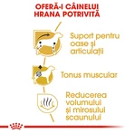 ROYAL CANIN Dachshund Adult, droogvoer voor honden, 1,5 kg