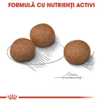 ROYAL CANIN Medium Digestive Care, droogvoer voor honden, voor een gezonde spijsvertering, 3 kg