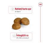 ROYAL CANIN X-Small Adult, pienso seco para perros, 500 g