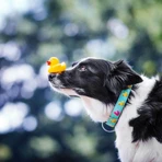 MAX & MOLLY Smart ID Ducklings, Hundehalsband, verstellbar, Polyester, blau, Dreizack-Schnalle, S